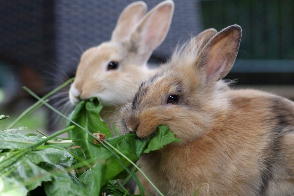 kaninchen fressen gruenfutter