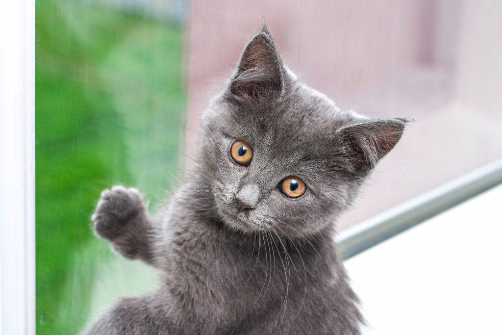 Kartäuser-Kitten guckt in die Kamera Kartäuser Kitten