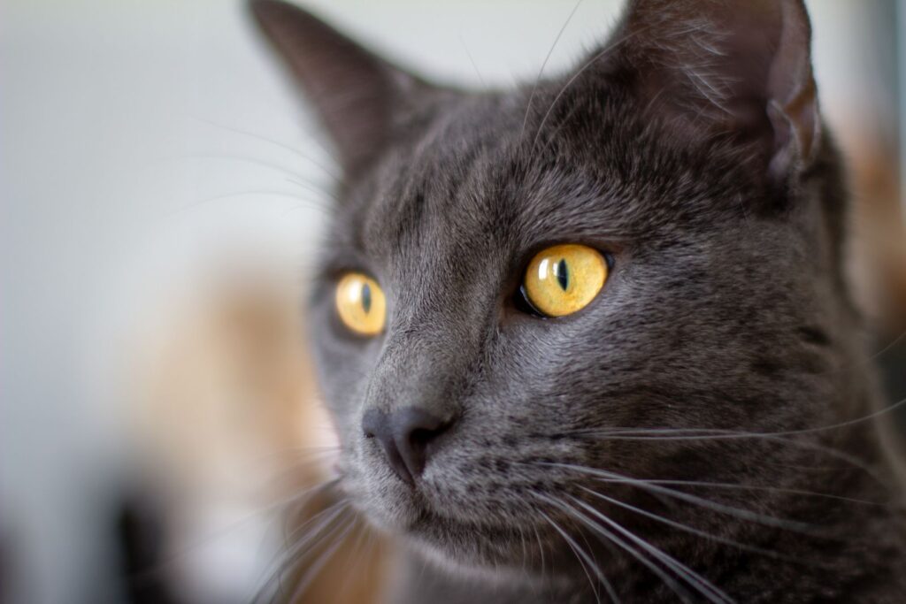 Gesicht einer Kartäuser-Katze Kartäuser Katze Portrait