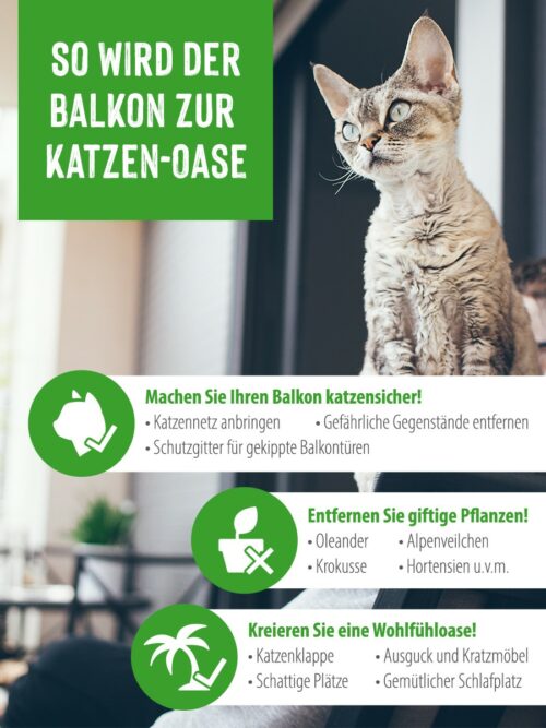 Balkon katzensicher machen Tipps & Tricks zooplus Magazine