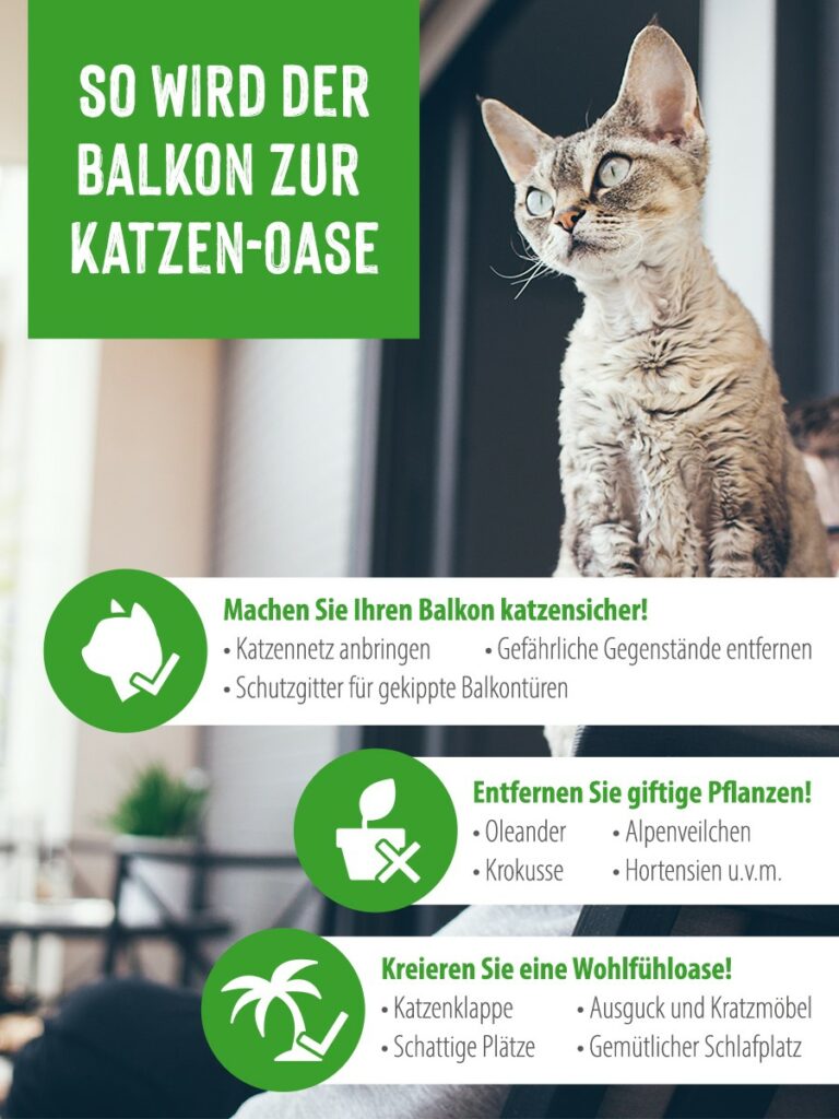 Eine Katze auf einem katzensicheren Balkon Katze auf Balkon Infografik