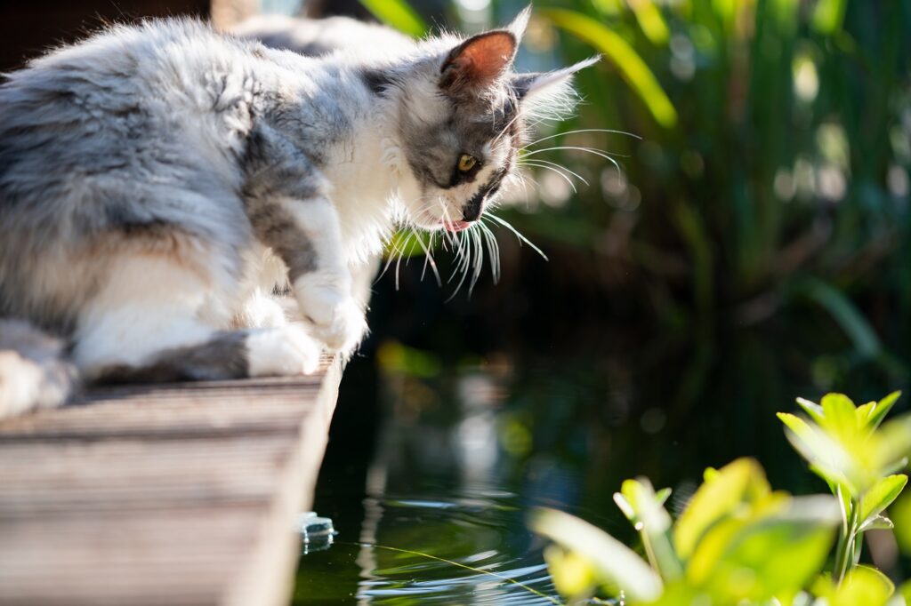 Junge Katze an einem Teich im Garten Katze Teich