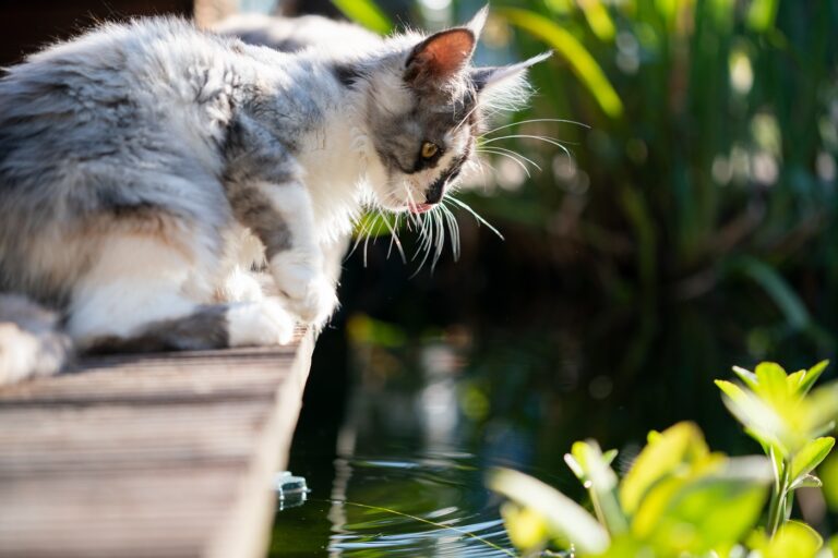 Garten katzensicher machen Die besten Tipps zooplus Magazin