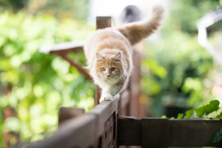 Garten katzensicher machen