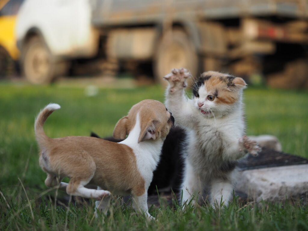 Katze greift Hund an Katze und Hund aneinander gewöhnen