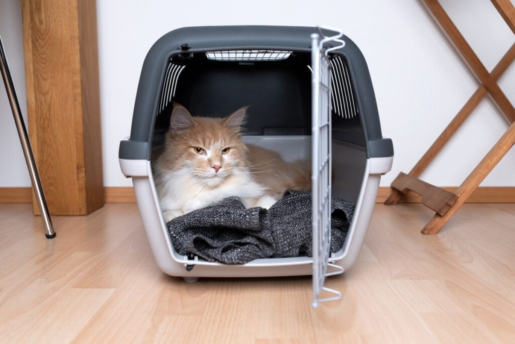 Katze mit Decke in Transportbox
