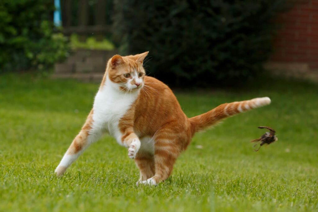 Katze jagt Vogel auf der Wiese Katze jagt Vogel