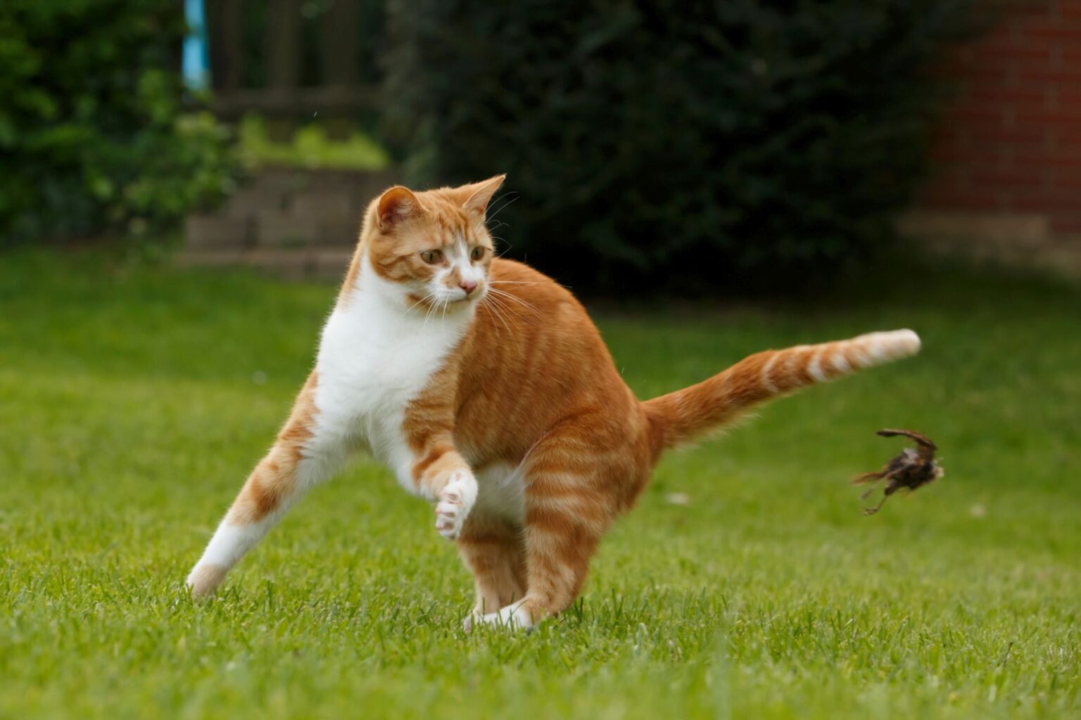 Jagdverhalten der Katze erklärt zooplus Magazin