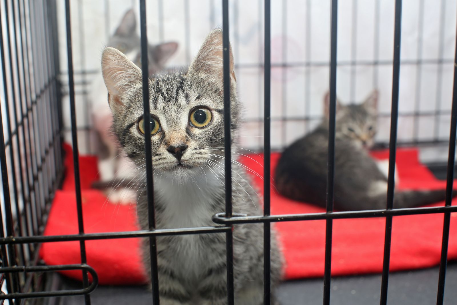Woher bekommt man eine junge Katze?