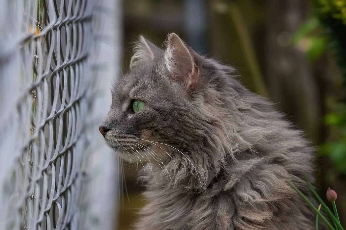 Garten katzensicher