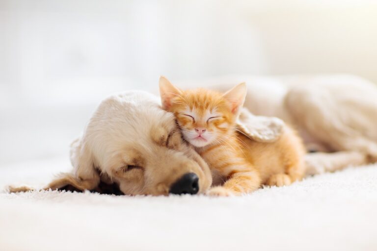 Katze und Hund aneinander gewöhnen