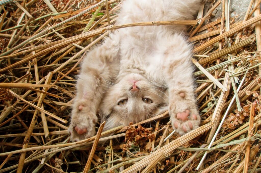 Kleine Katzevom Bauernhof im Stroh Katze im Stroh