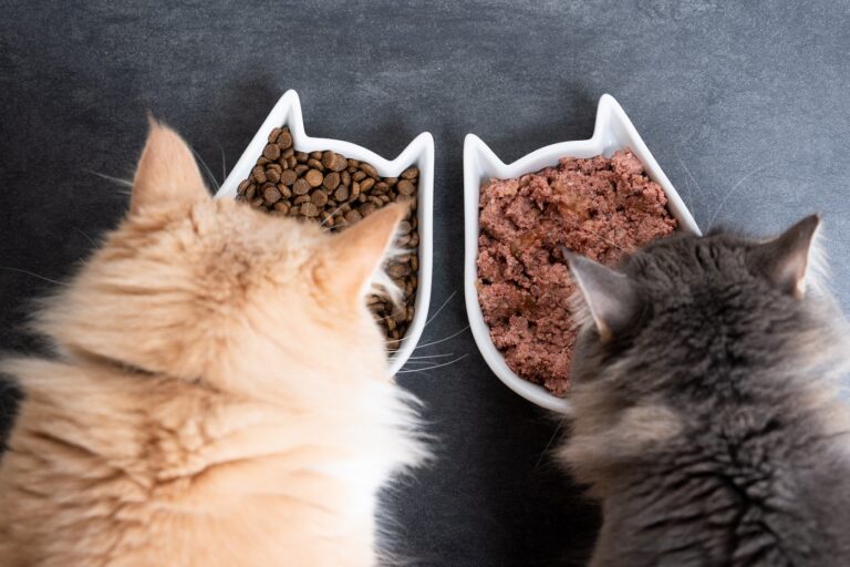 Katzen Trocken- und Nassfutter