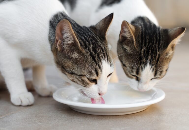 dürfen Katzen Milch trinken