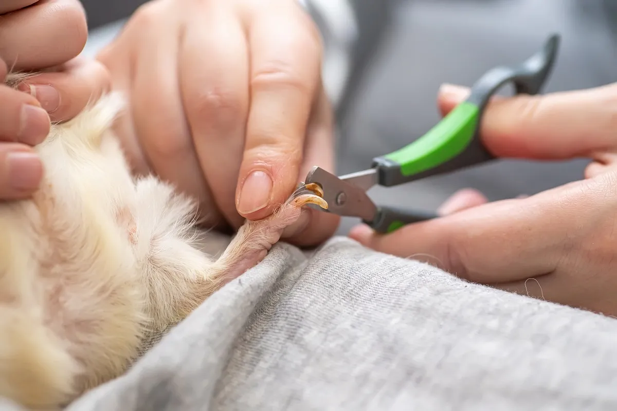 Krallenschneiden Meerschweinchen pflege