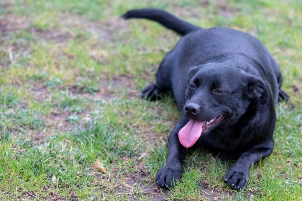 Ein schwarzer Labrador hechelt und liegt auf einer Wiese. Labrador mit Übergewicht liegt auf dem Boden