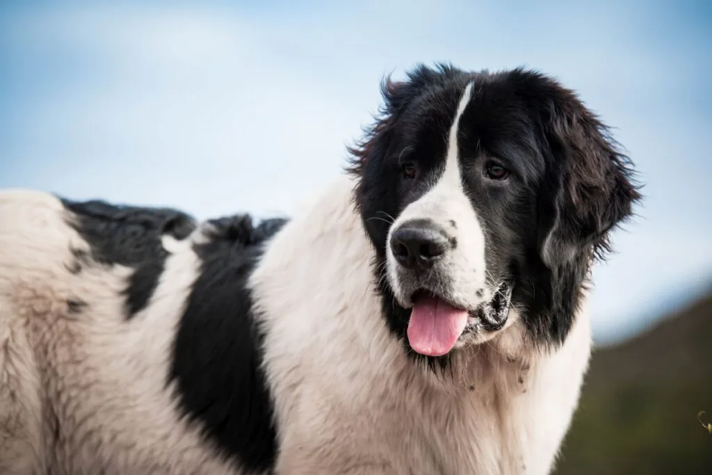 Landseer Aussehen