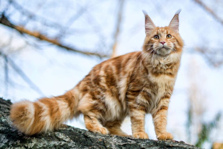 Maine Coon katze auf baum