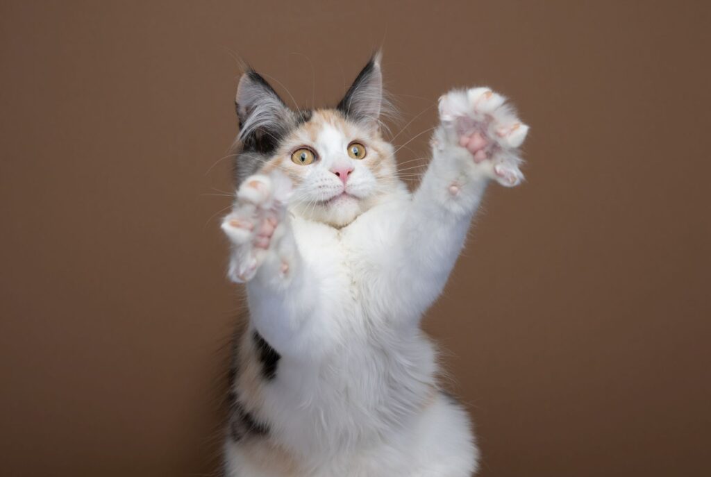 Maine Coon steht auf ihren Hinterbeinen Maine Coone katze