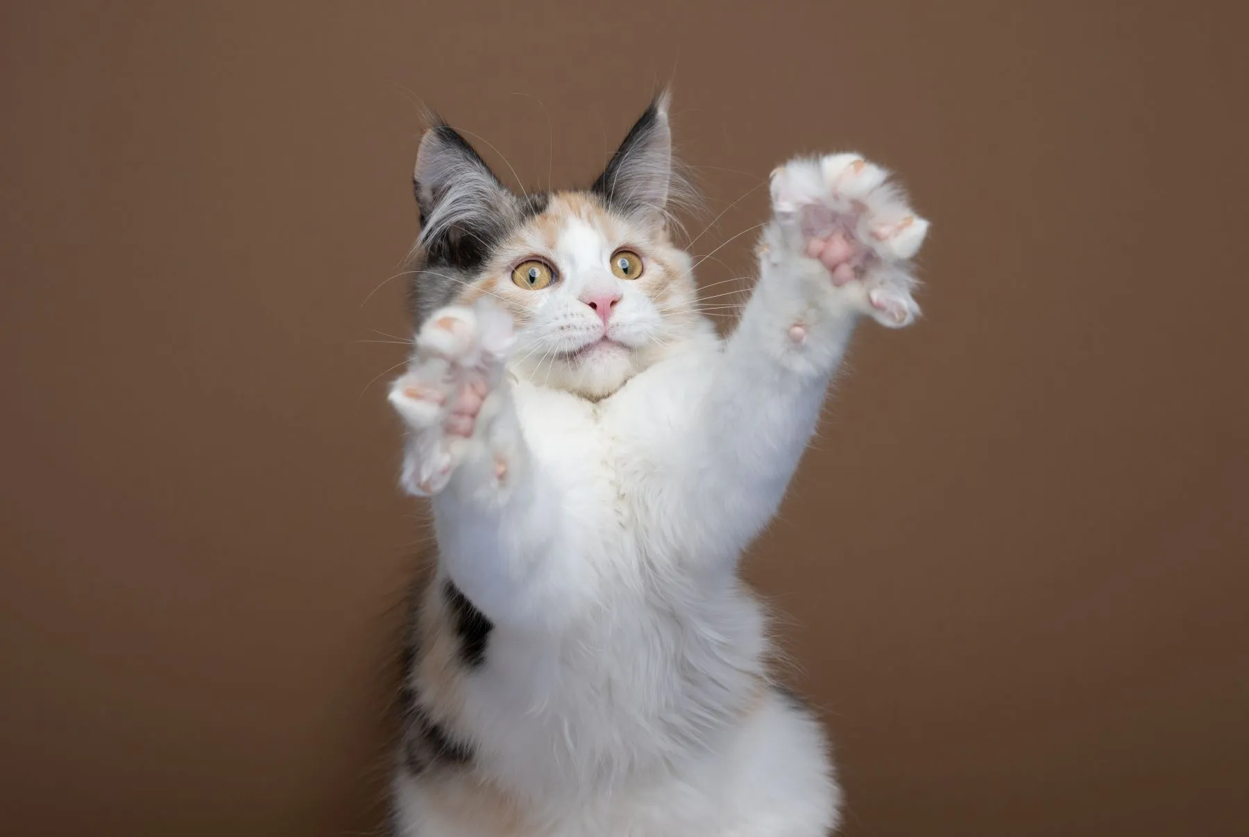 Maine Coone kitten