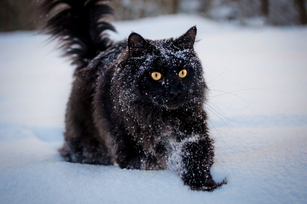 Schwarze Maine Coon im Schnee Maine Coon im Schnee