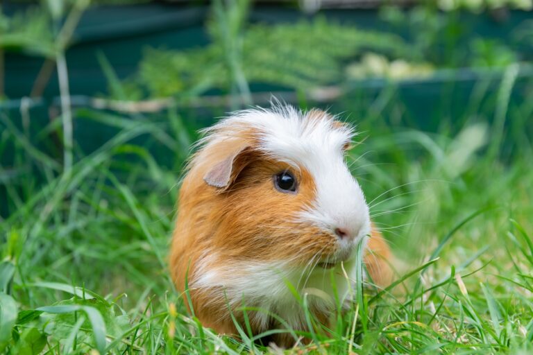 Meerschweinchen auf der Wiese