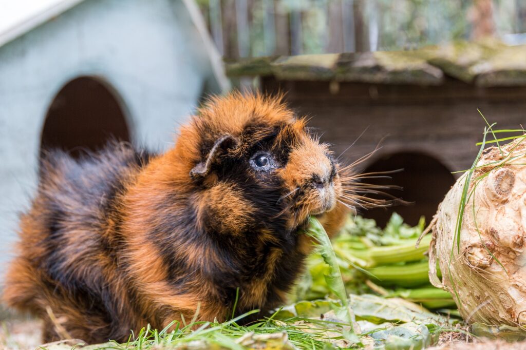 Meerschweinchen frisst Löwenzahn im Käfig