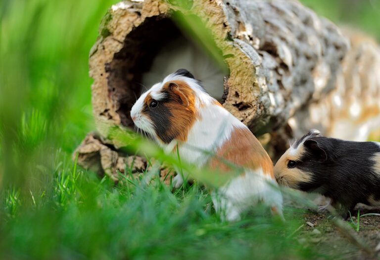 Meerschweinchen Außenhaltung