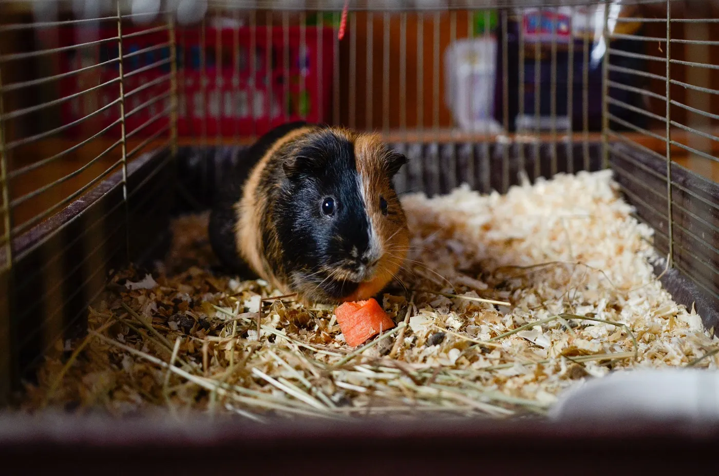 Meerschweinchen Haltung im Käfig