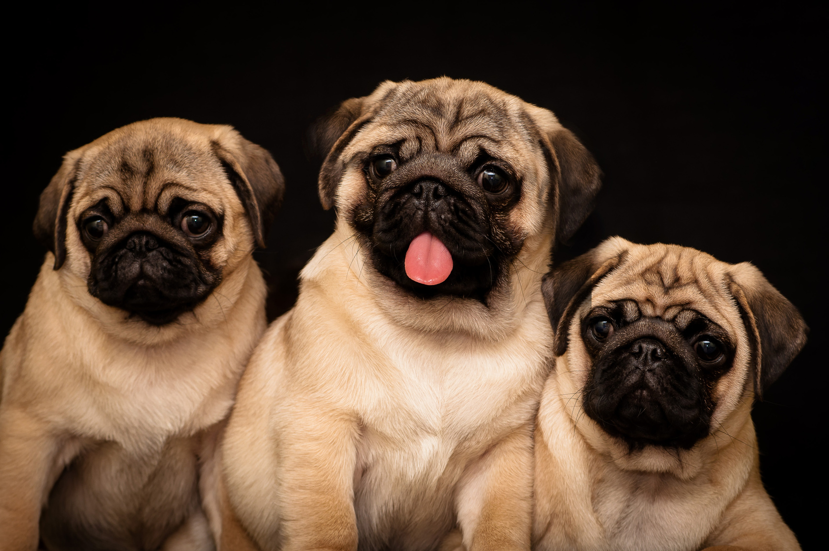 Mops Charakter, Haltung & Pflege zooplus