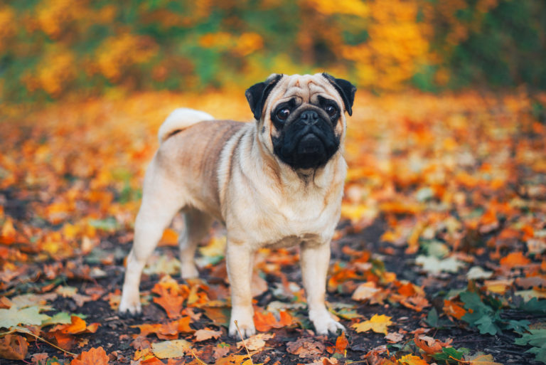 Mops Charakter, Haltung & Pflege zooplus