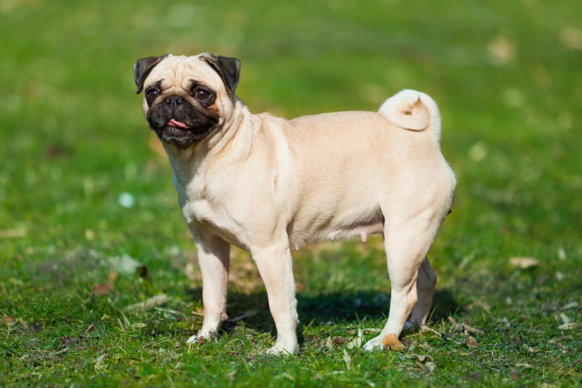 Mops Charakter, Haltung & Pflege zooplus Magazin