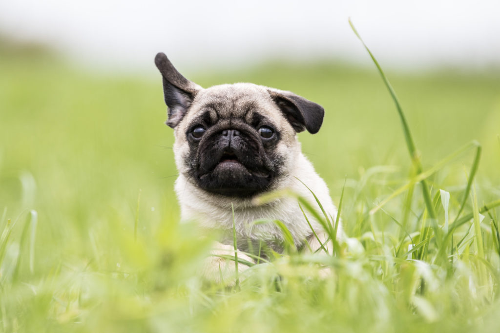 Mops Charakter, Haltung & Pflege zooplus Magazin
