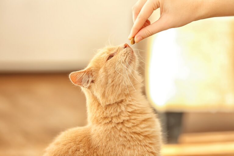 Nahrungsergänzungsmittel für Katzen