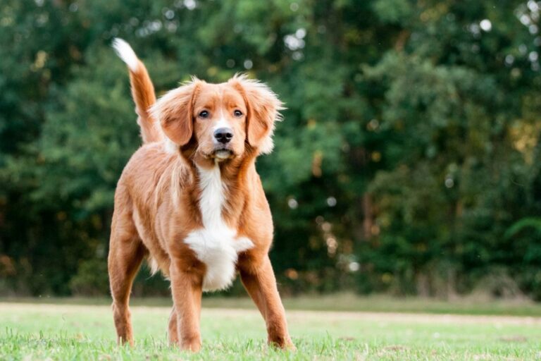 Nova Scotia Duck Tolling Retriever