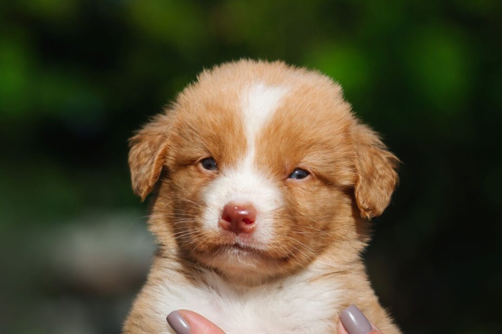 Nova Scotia Duck Tolling Retriever Welpe