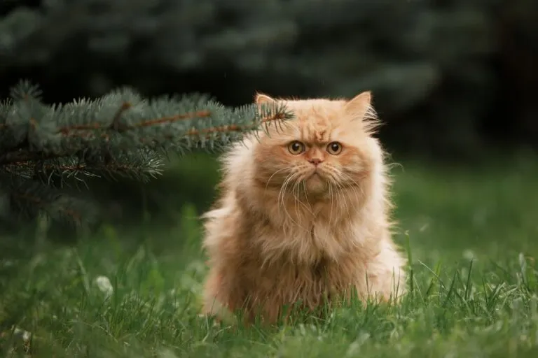 Perserkatze