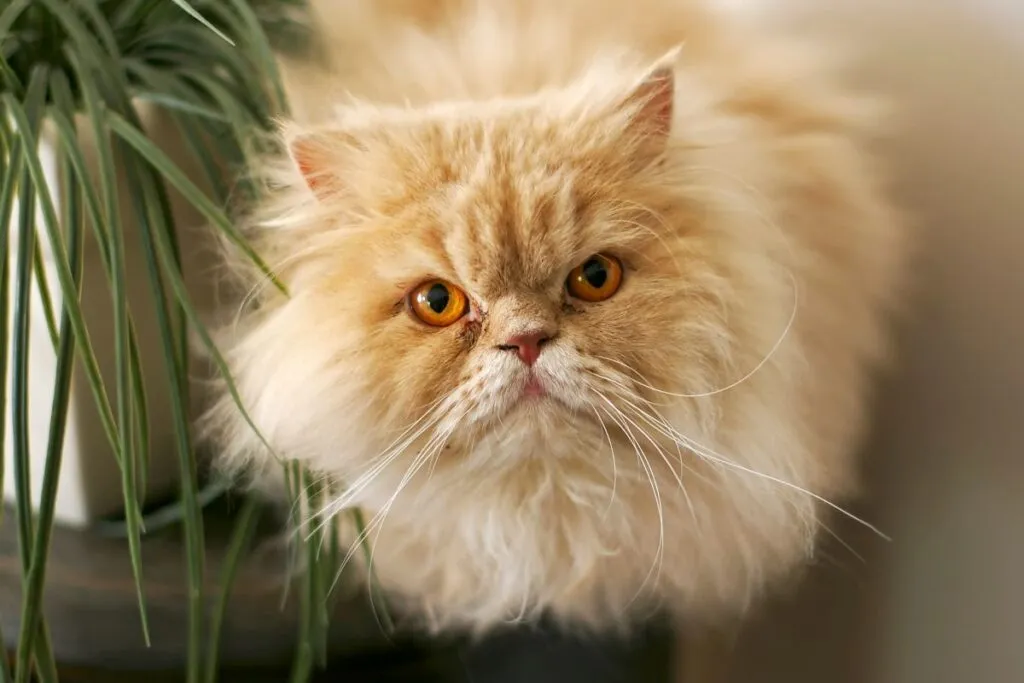 Perserkatze Augenpflege