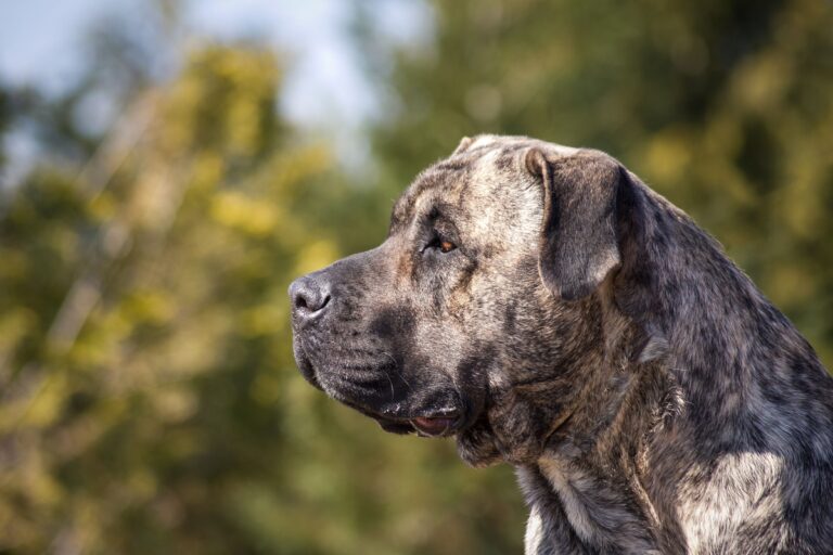 Presa Canario