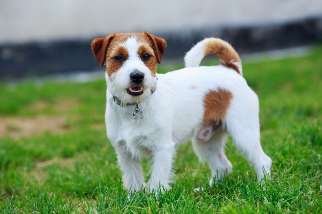 Jack Russel Terrier