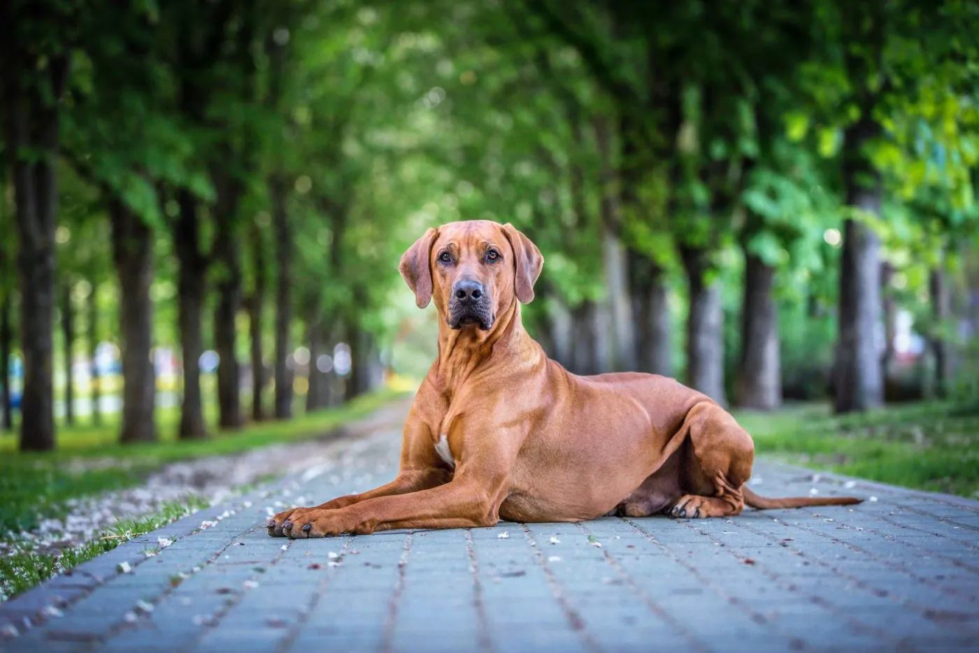 Rhodesian Ridgeback Vs Lion Ridgeback Vs Pitbull, Rottweiler, Great