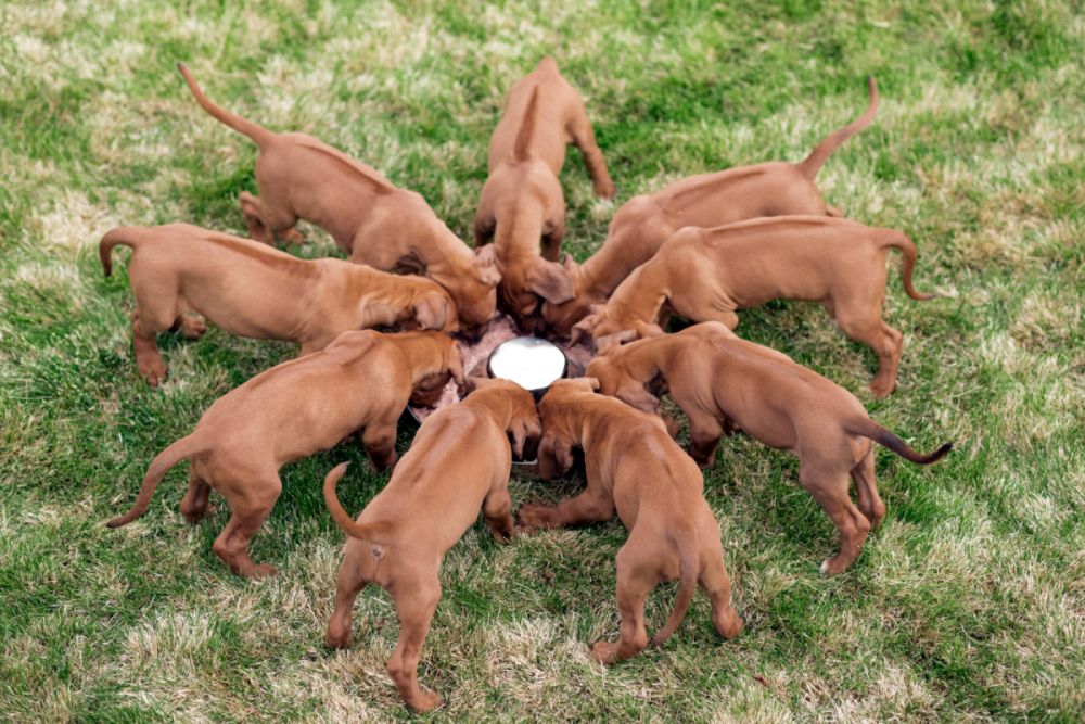  Beiss-Anhänger Hund mehrfarbig gross