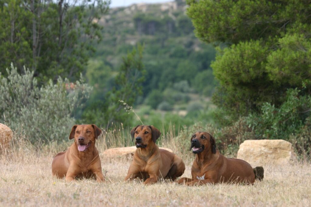 Rhodesian Ridgeback Trio