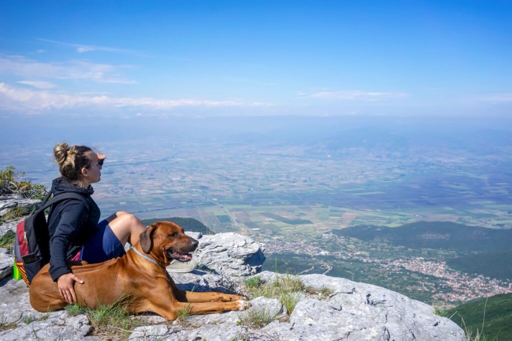 Rhodesian Ridgeback unterwegs