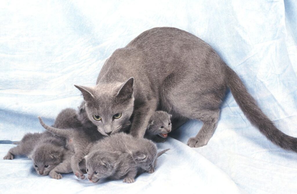 Russisch Blau Kitten