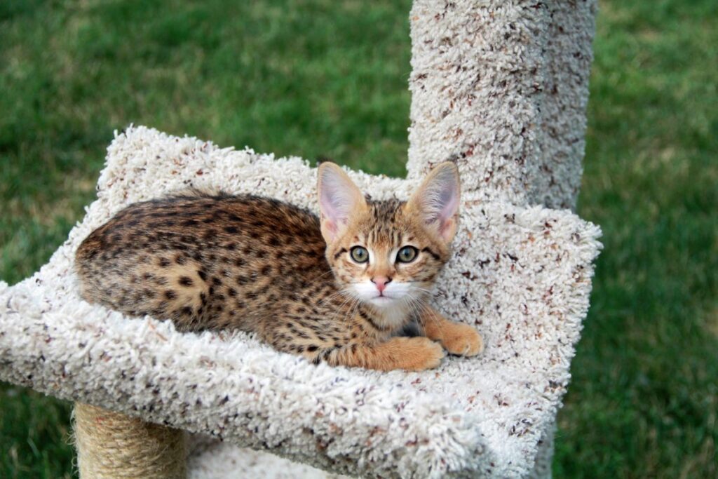 Savannah Kitten auf kratzbaum