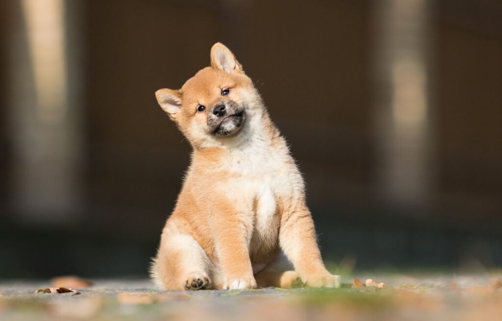 Shiba Inu Welpe