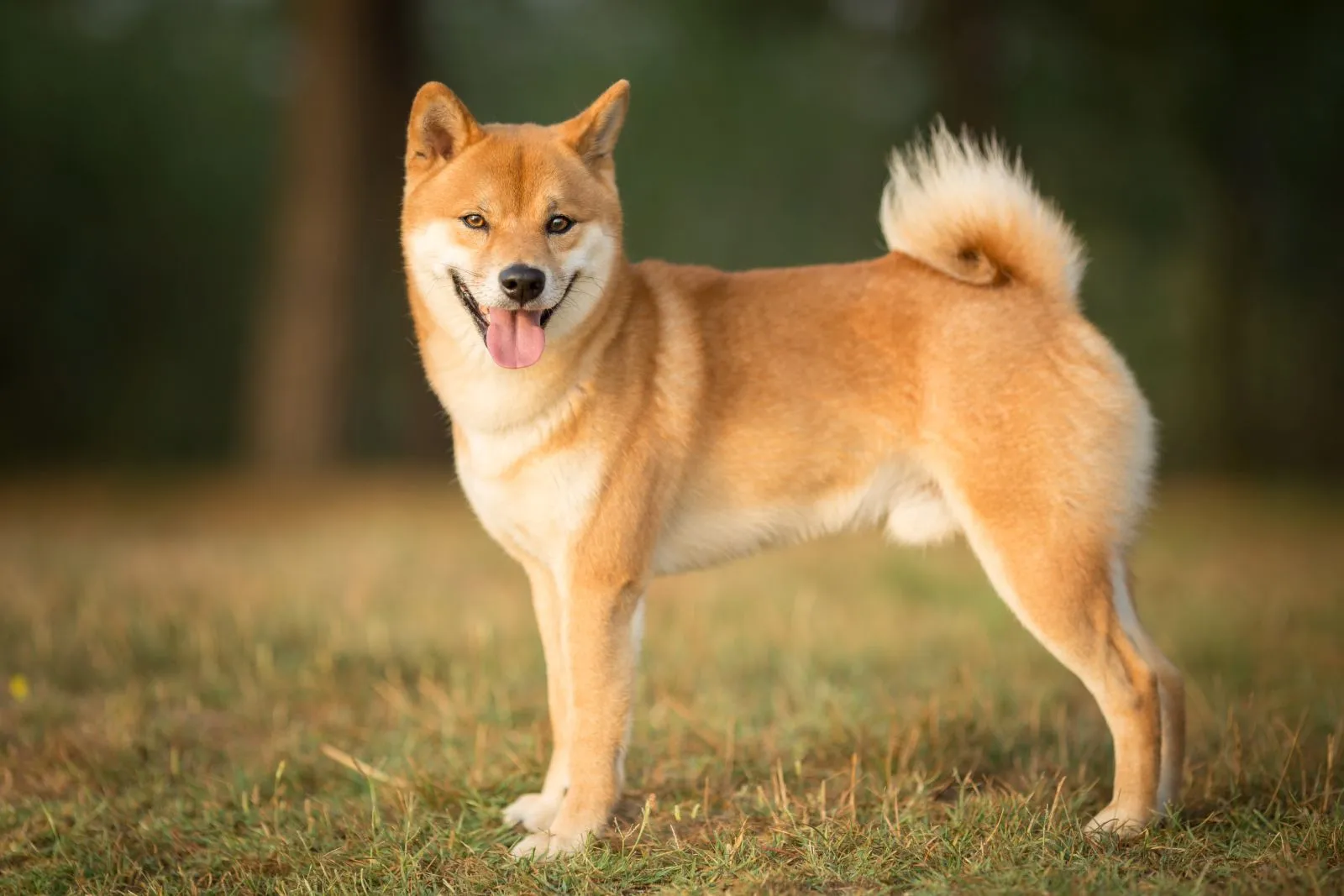 Shiba Inu: Charakter, Haltung & Pflege - Hund