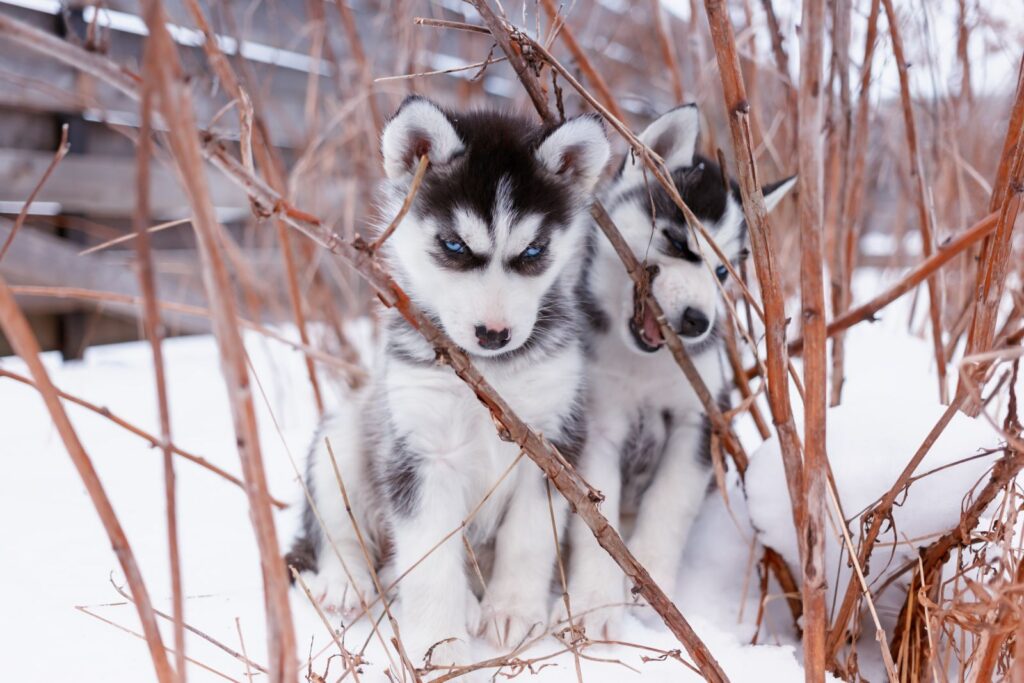 Siberian Husky Welpen