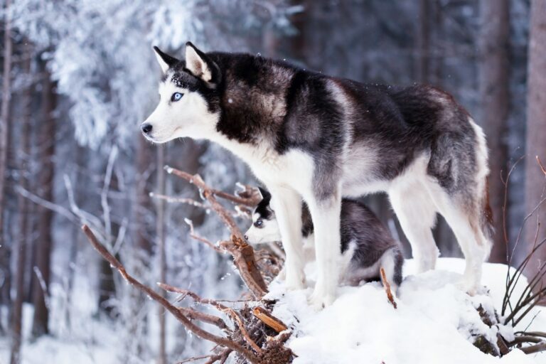 Siberian Husky im Schnee